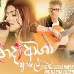 Hada Asha Ale