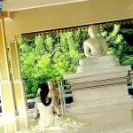 Mella Karan